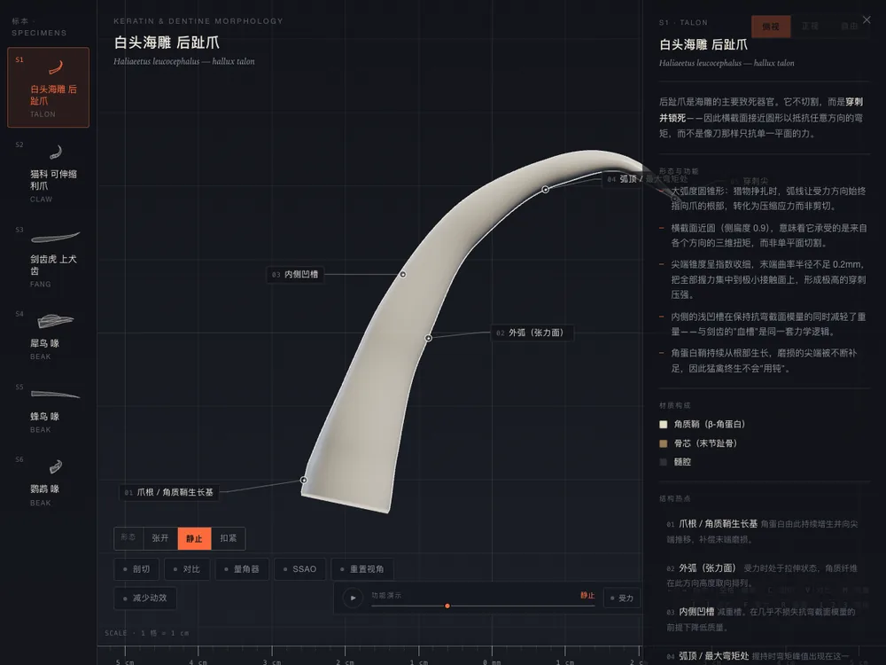 动物角质件三维模型与观察面板